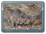 mh48tiere-002