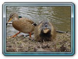 mh48tiere-003