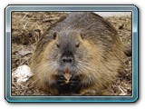 mh48tiere-004