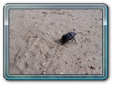 mh48tiere-005