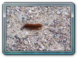 mh48tiere-008