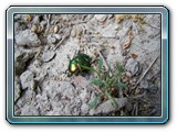 mh48tiere-009