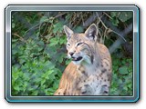 mh48tiere-024