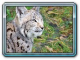 mh48tiere-034