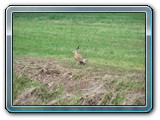 mh48tiere-039