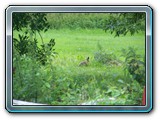 mh48tiere-044