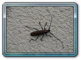 mh48tiere-045
