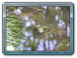 mh48tiere-046