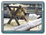 mh48tiere-049