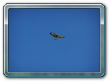 mh48tiere-050