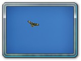 mh48tiere-052