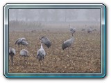 mh48tiere-065
