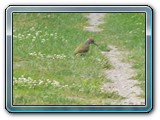 mh48tiere-074