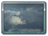 mh48tiere-099