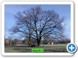 Eichen im Botanischen Garten Pankow